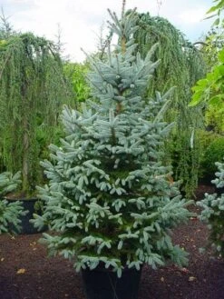 Amerikaanse Blauwe Spar (Picea Pungens 'Fat Albert') -Directplant Winkel 20101220171725 7