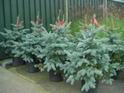 Spar (Picea Pungens 'Hoopsii') -Directplant Winkel 20101220172803 13