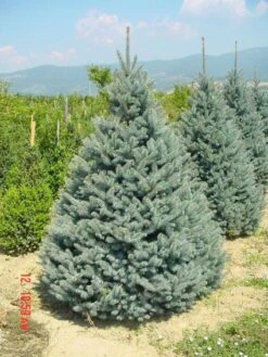 Zilverden (Picea Pungens 'Koster') -Directplant Winkel 20101220173516 9