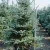 Zilverden (Picea Pungens 'Koster') -Directplant Winkel 20101220173527 9