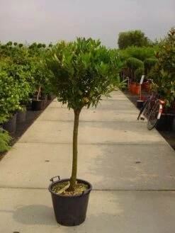 Laurierkers Op Stam (Prunus Laurocerasus 'Otto Luyken') -Directplant Winkel 20101221104726 2