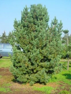 Alpenden (Pinus Cembra) -Directplant Winkel 20101221111011 10