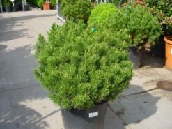 Bergden (Pinus Mugo Mughus) -Directplant Winkel 20101221111117 13 2