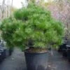 Bolvormige Den (Pinus Nigra 'Brepo') -Directplant Winkel 20101221121038 4