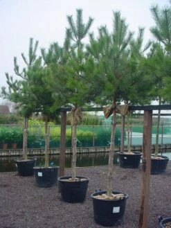 Oostenrijkse Den Als Boom (Pinus Nigra Nigra) -Directplant Winkel 20101221121144 16