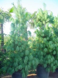 Treurden (Pinus Wallichiana) -Directplant Winkel 20101221134541 14