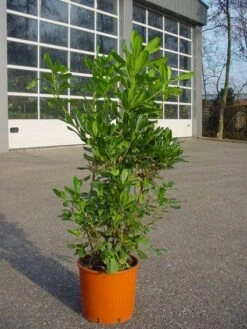 Australische Laurier (Pittosporum Tobira) -Directplant Winkel 20101221140900 6