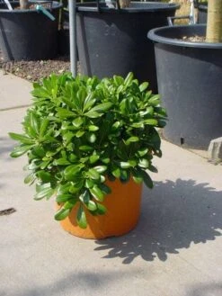 Australische Laurier (Pittosporum Tobira 'Nanum') -Directplant Winkel 20101221141315 8