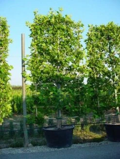 Plataan Als Leivorm (Platanus Hispanica) -Directplant Winkel 20101221145019 2