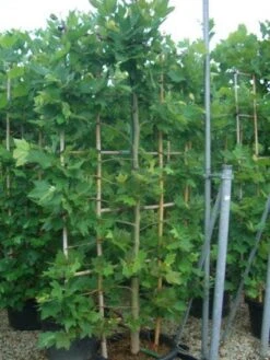 Plataan Als Leivorm (Platanus Hispanica) -Directplant Winkel 20101221145030 2