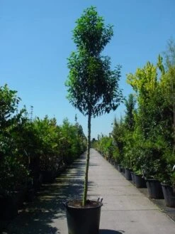 Portugese Laurier Als Boom (Prunus Lusitanica 'Angustifolia') -Directplant Winkel 20101221161730 7 1