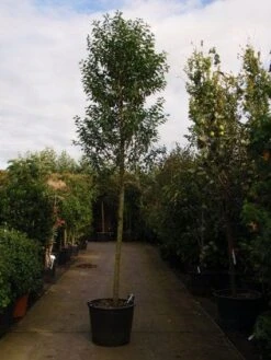 Portugese Laurier Als Boom (Prunus Lusitanica 'Angustifolia') -Directplant Winkel 20101221161745 7