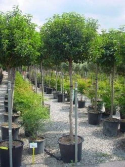 Portugese Laurier Op Stam (Prunus Lusitanica 'Angustifolia') -Directplant Winkel 20101221164022 5