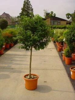 Portugese Laurier Op Stam (Prunus Lusitanica 'Angustifolia') -Directplant Winkel 20101221164320 5