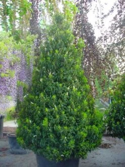 Portugese Laurier, Piramide (Prunus Lusitanica ) -Directplant Winkel 20101221164936 8