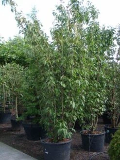 Sierkers, Struikvorm (Prunus Serrulata 'Kanzan') -Directplant Winkel 20101224132249 9