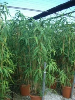 Bamboe (Pseudosasa Japonica) -Directplant Winkel 20101224133625 11