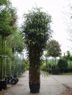 Bamboe (Pseudosasa Japonica) -Directplant Winkel 20101224133645 11
