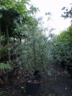 Sierpeer Als Struik (Pyrus Salicifolia 'Pendula') -Directplant Winkel 20101224153119 6