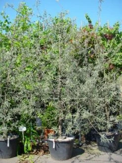 Sierpeer Als Struik (Pyrus Salicifolia 'Pendula') -Directplant Winkel 20101224153132 6