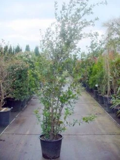 Steeneik Als Struik (Quercus Ilex) 27 Steeneik Als Struik (Quercus Ilex) -Directplant Winkel 20101224154115 12