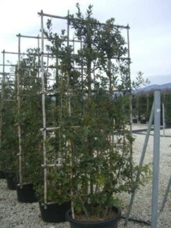 Steeneik Als Leivorm (Quercus Ilex) -Directplant Winkel 20101224165641 2 1
