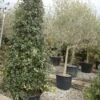 Steeneik Als Piramide (Quercus Ilex) -Directplant Winkel 20101224170740 6
