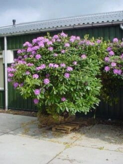 Rhododendron (Rhododendron Catawbiense 'Grandiflorum') -Directplant Winkel 20101227172716 13 1