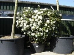 Rhododendron (Rhododendron 'Cunningham White') -Directplant Winkel 20101227172754 8 1