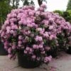 Rhododendron (Rhododendron 'Roseum Elegans') -Directplant Winkel 20101227173020 16 1