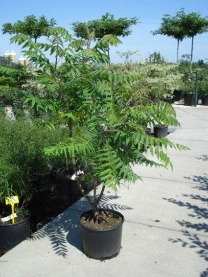 Fluweelboom, Struik (Rhus Typhina) 5 Fluweelboom, Struik (Rhus Typhina) - Afbeelding 3