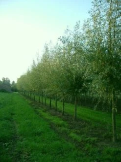 Knotwilg (Salix Alba) -Directplant Winkel 20101228131242 13 1