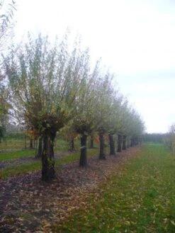 Knotwilg (Salix Alba) -Directplant Winkel 20101228131303 13 1