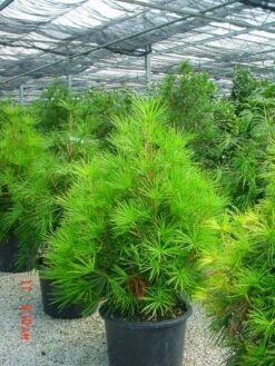 Japanse Parasolden (Sciadopitys Verticilata) -Directplant Winkel 20101228133645 7