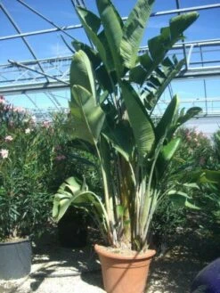 Paradijsvogelbloem (Strelitzia Reginae) -Directplant Winkel 20101228141317 3