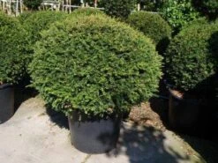 Taxusbol (Taxus Baccata) -Directplant Winkel 20101228151927 16 3