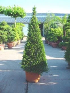 Taxus Als Pyramide (Taxus Baccata) -Directplant Winkel 20101228152743 5 2