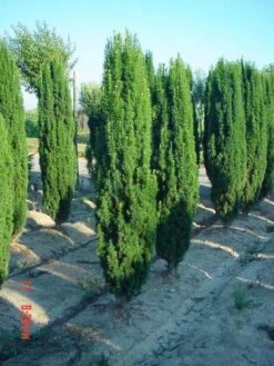 Groene Zuiltaxus (Taxus Baccata 'Fastigiata') -Directplant Winkel 20101229172718 15