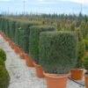 Taxus Als Kubus (Taxus Baccata) -Directplant Winkel 20101230131047 2
