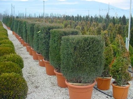 Taxus Als Kubus (Taxus Baccata) 3 Taxus Als Kubus (Taxus Baccata)