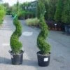 Taxus Als Spiraal (Taxus Baccata) -Directplant Winkel 20101230131437 4 1