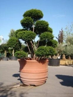 Taxus Als Bonsai (Taxus Baccata) -Directplant Winkel 20101230131827 1 1