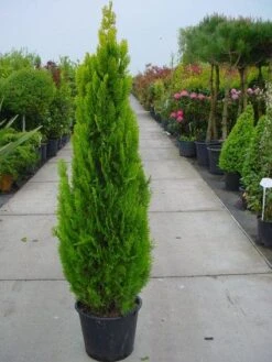 Levensboom (Thuja Orientalis 'Pyramidalis Aurea') -Directplant Winkel 20101230135131 8