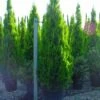 Levensboom (Thuja Orientalis 'Pyramidalis Aurea') -Directplant Winkel 20101230135155 8 1