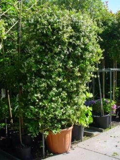 Toscaanse Jasmijn Als Leivorm(Trachelospernum Jasminoides) -Directplant Winkel 20101230143734 2 2