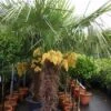 Winterharde Palm (Trachycarpus Fortunei) -Directplant Winkel 20101231135147 14 1
