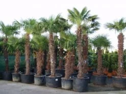 Winterharde Palm (Trachycarpus Fortunei) 11 Winterharde Palm (Trachycarpus Fortunei) -Directplant Winkel 20101231135206 14
