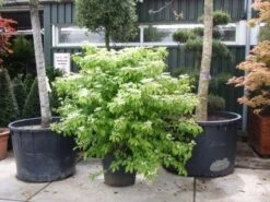 Sneeuwbal (Viburnum Plicatum 'Mariesii') -Directplant Winkel 20101231142710 10 2