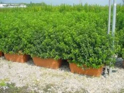 Sneeuwbal Meeneemhaag (Viburnum Tinus 'Eve Price') -Directplant Winkel 20110102182458 1 2