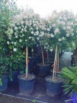 Sneeuwbal Op Stam (Viburnum Tinus 'Eve Price') -Directplant Winkel 20110102183216 4 2